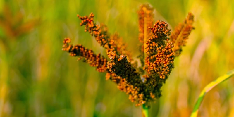 Is Ragi Good Or Bad For People With Diabetes: A Complete Understanding 
